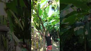 আপনার এলাকায় এই কলার নাম কী banana farmer farmerlife agriculture bananatree cuttingfruit [upl. by Athalie520]