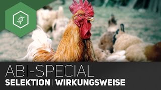 Evolution AbiSpecial  Selektion und Wirkungsweisen [upl. by Melodie]