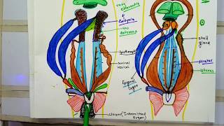 Female Urinogenital System Of Scoliodon [upl. by Gardy]