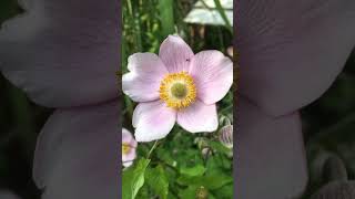 Herbst Anemonen garten [upl. by Ahsilyt11]