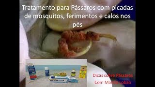 Tratamento para Pássaros com picadas de mosquitos ferimentos e calos nos pés [upl. by Nelra234]