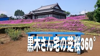 宮崎県児湯郡新富町の黒木さん宅の芝桜360° [upl. by Drapehs57]