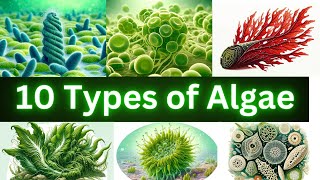 10 Types of Algae You Need to Know About Natures Hidden Gems [upl. by Teirrah]