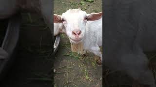 Goat sound funny video [upl. by Aylat]