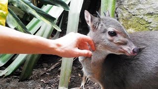 The Blue Duiker  the smallest antelope in South Africa [upl. by Mizuki]