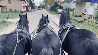 „Konie w zaprzęgu na Kaszubach” 🐎 trójka w zaprzęgu 🐴 kare konie zimnokrwiste🐎🐴 STAJNIA BARKOCZYN [upl. by Yanttirb783]