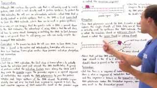 RNA Transcription [upl. by Blanding]