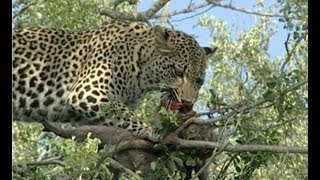 Leopards Tenacious Quest for Monkey Feast [upl. by Rramaj]