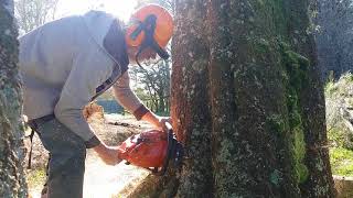 Cutting Sheoak [upl. by Eilojne]