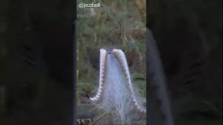 Lyrebirds of the Dandenong Ranges [upl. by Daukas820]