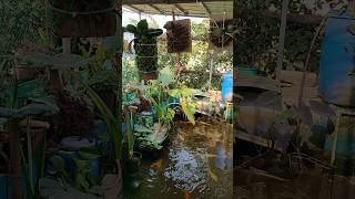 Koi Fish 🐠 rooftop pond koi koifish koipond fish fishvideo goldfish fishtank viralvideo [upl. by Ellett17]