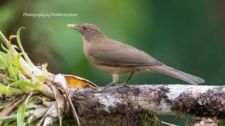 Claycolored Robin Turdus grayi [upl. by Leonardi325]