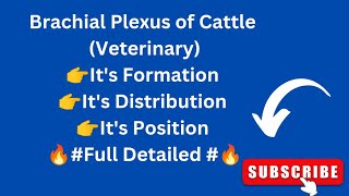 Brachial Plexus of Cattle  Forelimb Nerve Supply of Ox  Veterinary Neurology [upl. by Nodababus]