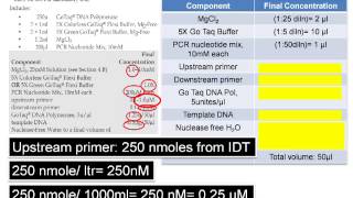 Assemble PCR Assay The DNA Lab [upl. by Duma]