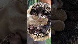 Echidnas🦔❤️🦔 echidna australia sandiegozoosafaripark sdzsafaripark [upl. by Trefler824]