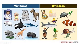 Animales viviparos y oviparos para niños de primaria [upl. by Norrat]