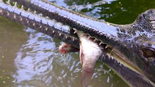 Gharial Crocodile Facts Attack Sound  Reptiles Animals  Wildlife Sanctuary  Endangered Species [upl. by Eba]