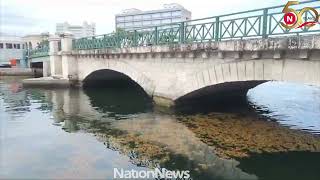 Nation Update Sargassum in the Careenage [upl. by Laroc962]