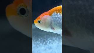 Gifted One Oranda Goldfish [upl. by Encratis]