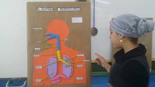 Cómo crear una maqueta del sistema respiratorio [upl. by Medeah]