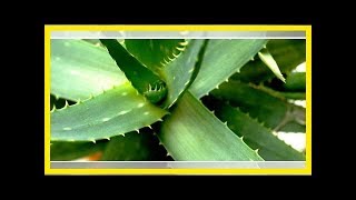 AloeveraAbleger Selber ziehen und einpflanzen [upl. by Asira]