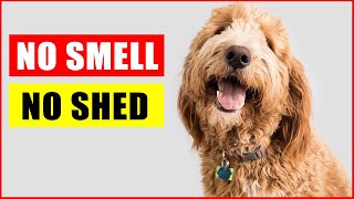 Top 14 Dog Breeds That Dont Shed or Smell [upl. by Lewse]