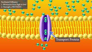 Facilitated Diffusion Short and Sweet version [upl. by Danais]