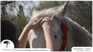 Tratamiento Emocional caballo Kinesiología veterinaria [upl. by Mallin949]