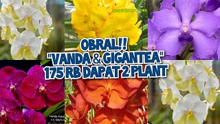 STOCK BARU VANDA amp GIGANTEA  175 RB DAPAT 2 PLANT no admin 085782741417 🙏💯 [upl. by Hyacinthia]