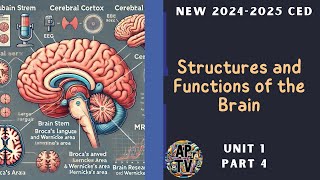 🎯Structures and Functions of the Brain  AP Psychology Unit 1 Part 4🎯 [upl. by Stedmann]