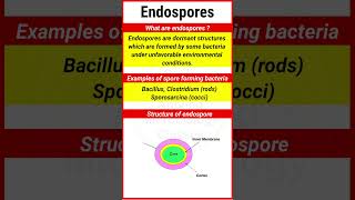 Endospores  Examples of endospore forming Bacteria  Structure of endospore  shorts [upl. by Stickney]