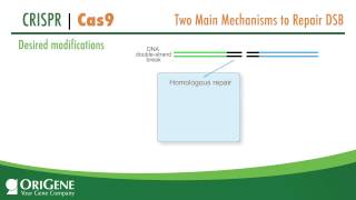 CRISPRCas System from OriGene a Complete Solution for Targeted Genome Modification [upl. by Ahsini]