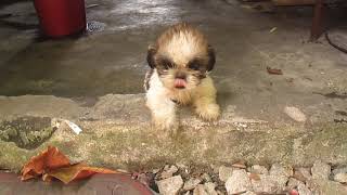 Shih Tzu Puppy Dog Barking Sound [upl. by Adalbert]