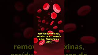 3 Funções Incríveis do Rim para o Corpo Humano [upl. by Ollehto]