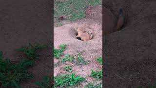 Day 65 Compilation of Prairie Dogs For no reason at all prairiedog animalphotos 100dogs [upl. by Reiners]