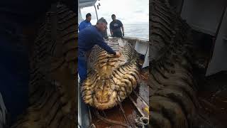 Giant Sea Monsters Caught by Fishermen 🐙🎣GiantSeaCreatures FishingDiscoveries OceanMysteries [upl. by Justin11]