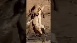 crocodile attacks antelope antelopecrocodileviralshortsanimals [upl. by Tse]