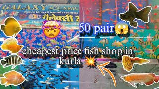 Kurla fish market  cheapest aquarium fish market in Mumbai Rupees Vlogsamplive [upl. by Floeter457]