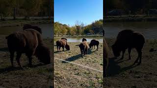 Bison Herd buffalo animals [upl. by Pollack]