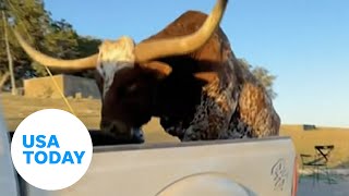 Stubborn Texas longhorn hops on back of truck to eat some grass  USA TODAY [upl. by Ennahgiel]