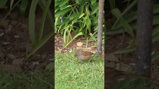 Dunnock birds birdwatching nature sparrow [upl. by Aiyotal]