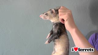 Ferrets 101 Scruffing [upl. by Kobi]