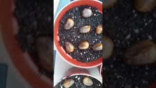 How to Germinate  Breadnut Seeds Artocarpus Camansi [upl. by Dedie]