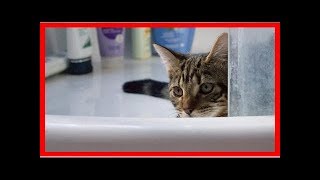 2 Astuces Naturelles pour Laver son Chat sans Savon pour Animaux [upl. by Esenej943]