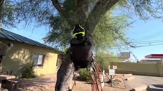 Large Tucson Palo Verde pruned with commentary ArboristAdvice￼ [upl. by Diandre743]