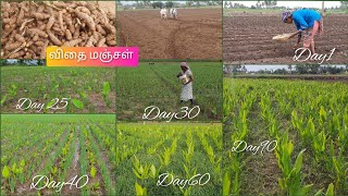 மஞ்சள்வெங்காயம் விவசாயம் சொய்யலாமா🤔🌱🙂Turmeric planting in tamil agriculturevivasayam [upl. by Narra]