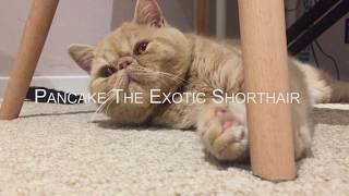 Exotic Shorthair Kitten  Mr Pancake [upl. by Otaner]