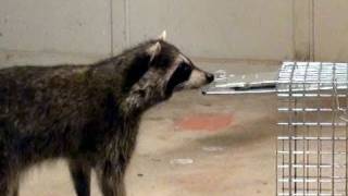 Raccoon avoids trap amp escapes thru closed doors [upl. by Burra]