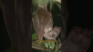 Creepy and scary Hammerheaded Bat part 1 [upl. by Sebastian]