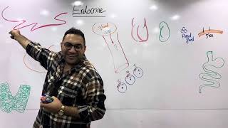 Endocrine physiology 1 القصر العيني [upl. by Wawro]